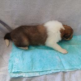 Temp Hold - Sable and white male Collie puppy in St Stephens, Wyoming from Desert Kennels