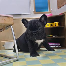 Knight - Brindle female French Bulldog puppy in Wisconsin from Shameless Bulldogs LLC