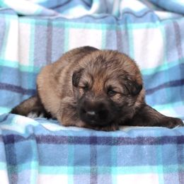 Light Blue Collar girl - Sable female German Shepherd puppy in Elkmont, Alabama from Oakmont Shepherds