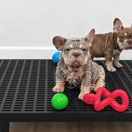 Luis Vuitton - Tricolors male French Bulldog puppy in South Gate, California from Creations G Bulldogs
