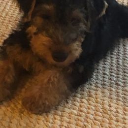 Welsh Terriers from Ashcreek Welsh Terriers