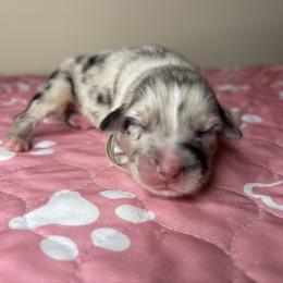 Australian Shepherd Puppies from Good Karma Aussies