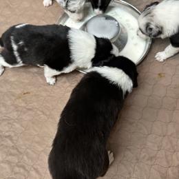 Border Collie Puppies from Roaring River Border Collies