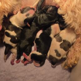Boy 3 - Parti male Yorkshire Terrier puppy in Marble Hill, Missouri from LeGrands Parti Pups