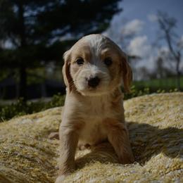Aussiedoodle and Goldendoodle Puppies from Classic City Doodles