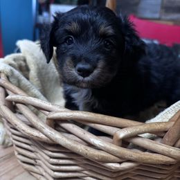 Joss - Black tri male Miniature Australian Shepherd puppy in Mount Airy, North Carolina from Brickell Farms