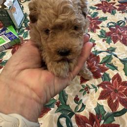 Boy 2 - Red male Maltipoo puppy in Brooksville, Florida from DeVall Maltipoos