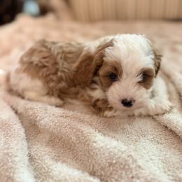 Cavalier King Charles Spaniel and Cavapoo Puppies from Cumberland Cavaliers