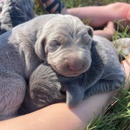 Maverick - Blue male Weimaraner puppy in Granite Falls, North Carolina from Pups and Pastures- Weimaraners