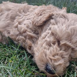 Poodle Puppies from All Poodle No Doodle