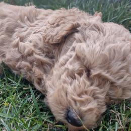Poodle Puppies from All Poodle No Doodle