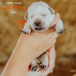 Labrador Retriever Puppies from Parsons Farmstead Retrievers