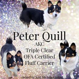 Quill - Pembroke Welsh Corgi