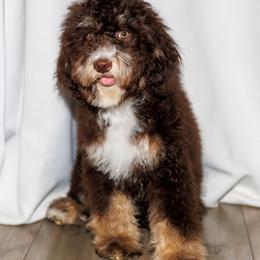 Theo Bucky (aka Buckwheat) - Brown male Bernedoodle puppy in Gilbert, Arizona from Safe Havynn Doodles