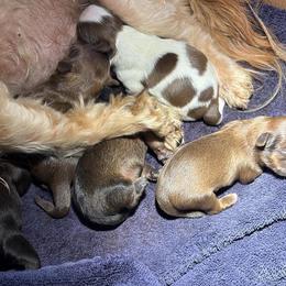Shih Tzu puppies from Karla Sauer