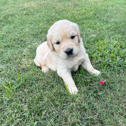 Miss Light Pink - Light golden female Golden Retriever puppy in Garland, Texas from Rangel Family Goldens
