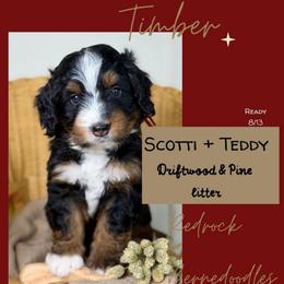 Timber - Tri-color male Bernedoodle puppy in Syracuse, Utah from Redrockbernedoodles