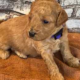Purple Collar Girl - Red  female Goldendoodle puppy in Colorado Springs, Colorado from Pikes Peak Doodles