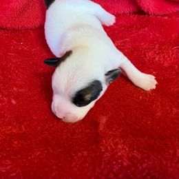 Paisley - Tri-color female Russell Terrier puppy in London, Kentucky from Norvell Kennels