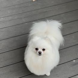 Berry - Pomeranian
