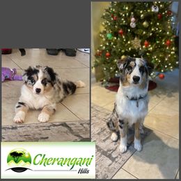 Australian Shepherd Puppies from Cherangani Hills Australian Shepherds
