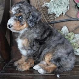 Boy 5 - Blue merle male Aussiedoodle puppy in Lawton, Oklahoma from Lindsey’s Aussies
