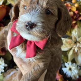 MAC-Mackintosh - Red  male Goldendoodle puppy in Escalon, California from Miley&Co.