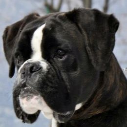 Apolon - Boxer