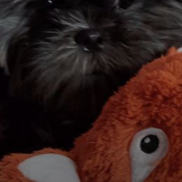 Shih Tzus from Dial Puppies