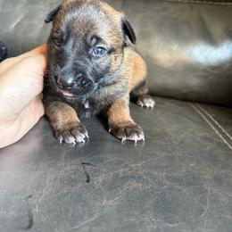 Female 4 - Mahogany female Belgian Malinois puppy in Denver, Colorado from Morales Kennels