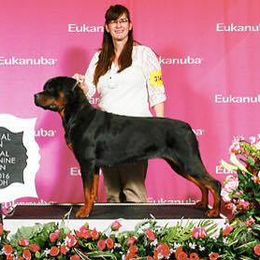 Sadie - Rottweiler