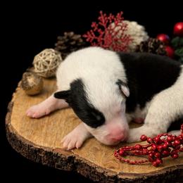 Male 3 - Black male Border Collie puppy in Oxford, Florida from RSR Border Collies