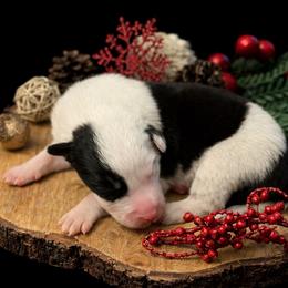 Male 3 - Black male Border Collie puppy in Oxford, Florida from RSR Border Collies