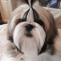 Shih Tzus from Special K Shih Tzus