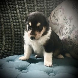 Collie Puppies from Goodwin Collies