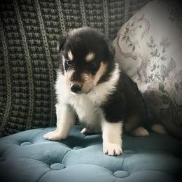 Collie Puppies from Goodwin Collies