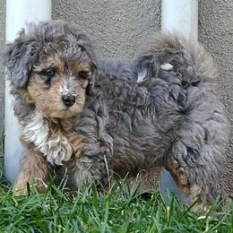 Bernedoodle and Goldendoodle Puppies from Doodles are Amazing