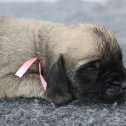 Mastiff Puppies from Fire Creek Mastiffs