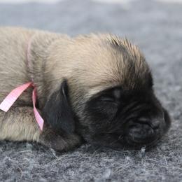 Mastiff Puppies from Fire Creek Mastiffs