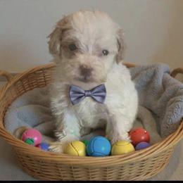 Bowie - Parti male Goldendoodle puppy in Cumberland, Rhode Island from minigoldendoodlesofRI