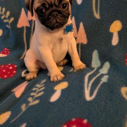 Pug Puppies from Lisa's Pugalicious Pugs