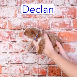 Declan - Red  male Goldendoodle puppy in Calhoun, Georgia from Happy Top Doodles
