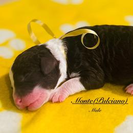 Pick Number 3 - Black and white male Sheepadoodle puppy in Spokane, Washington from Downriver Doodles