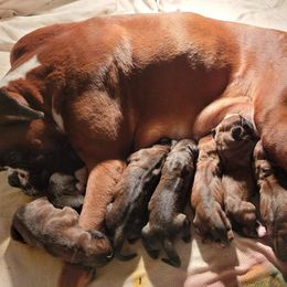 Boxer and Bulldog Puppies from Karmash