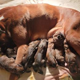 Boxer and Bulldog Puppies from Karmash