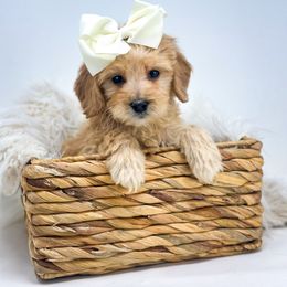 Cream puff - Cream female Goldendoodle puppy in Davison, Michigan from Dreaming Doodles