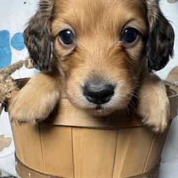 Miney - Red female Dachshund puppy in West Plains, Missouri from Little Legs Legacy