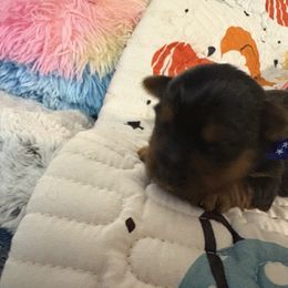 Bentley - Black and gold male Yorkshire Terrier puppy in Phoenix, Arizona from Coursey’s Yorkies