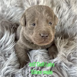 Striker - Chocolate male Labrador Retriever puppy in Sullivan, Missouri from O’Dell Labs