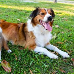 English Shepherd Puppies from Town & Country English Shepherds